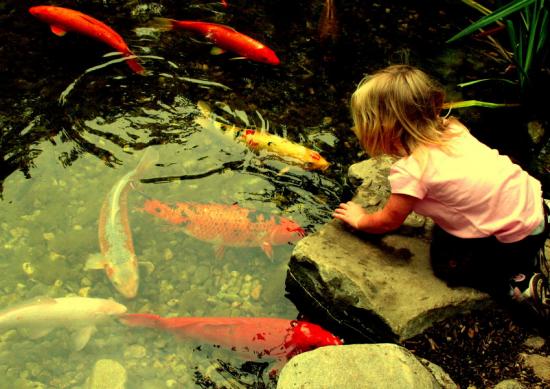 Girl and fishies